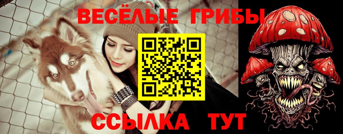 Псилоцибиновые грибы Psilocybine cubensis Вязники